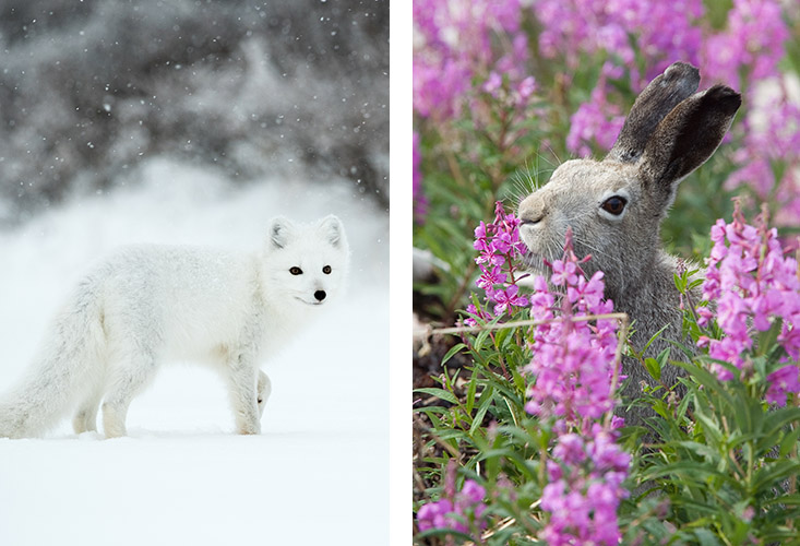 white arctic fox in snow and brown arctic hare in flowers
