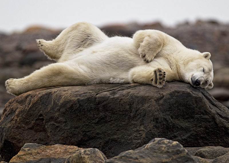polar bear sleeping on a log