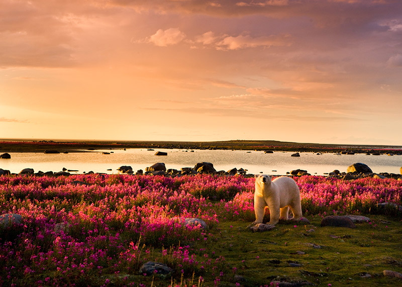 polar bear in a field of flowers at sunset