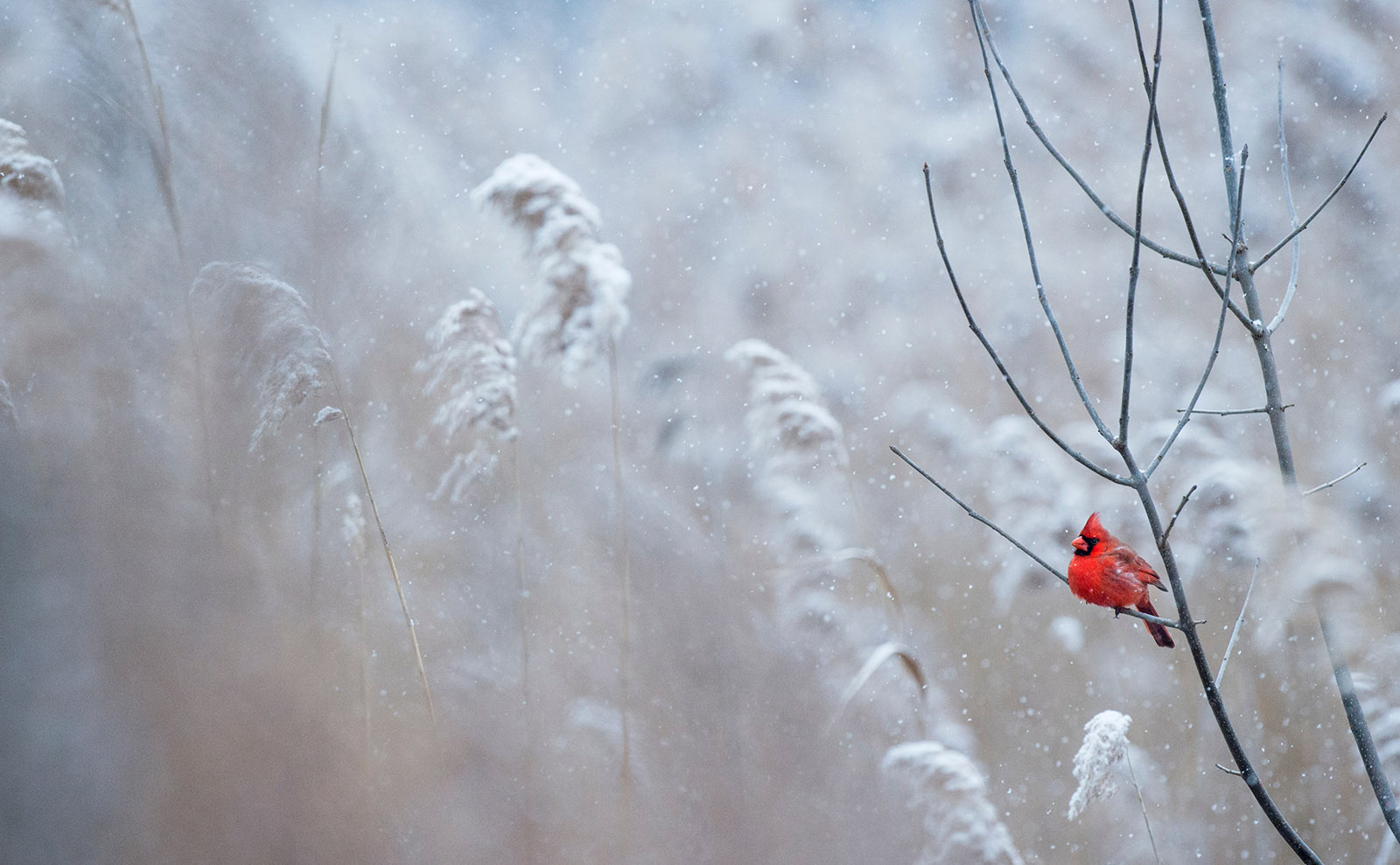a red cardinal sitting on a snowy tree branch