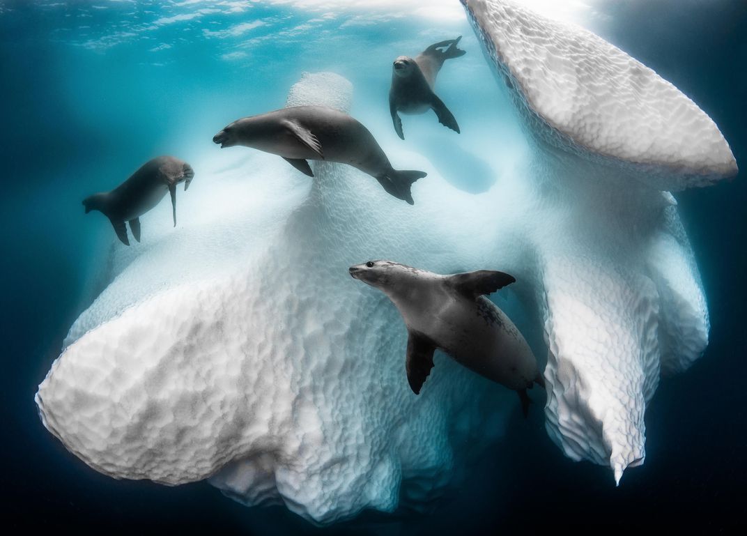 seals swimming around icebergs underwater