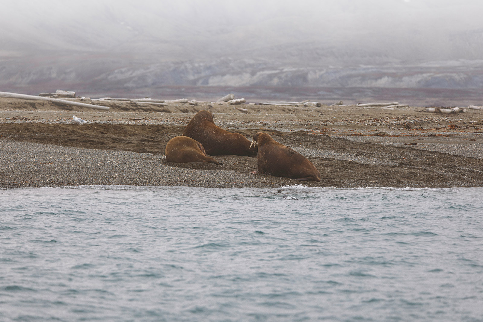 three walruses lying on a barren beach
