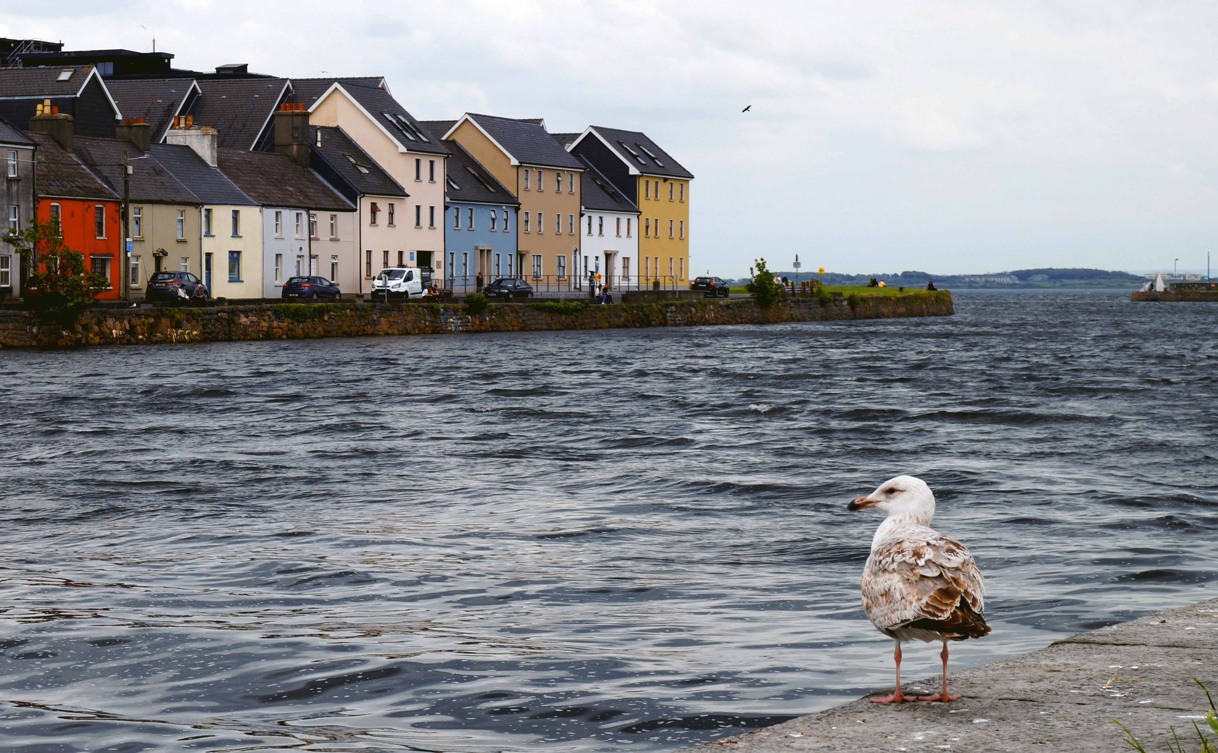 Galway, Christie Merch, Daily Dog, Summer Horror Reads, Georgia O'Keeffe & More: Endnotes 26 June