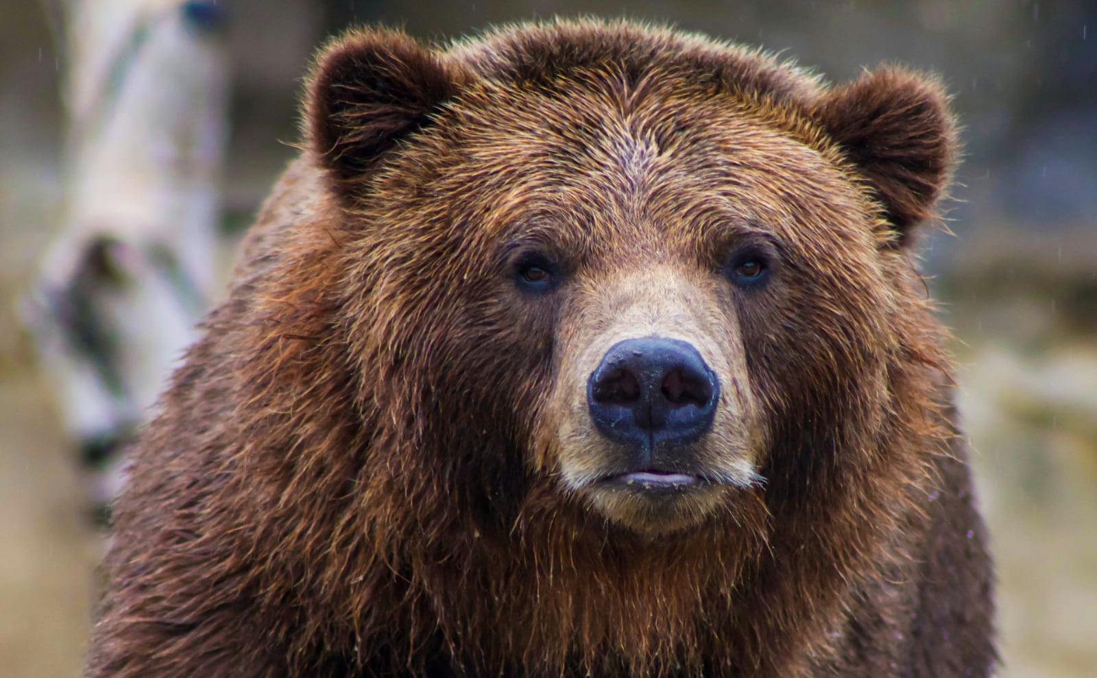 Fat Bear Week, Sense and Sensibility, Fairy Tale Art, Pizza, & More: Endnotes 25 September