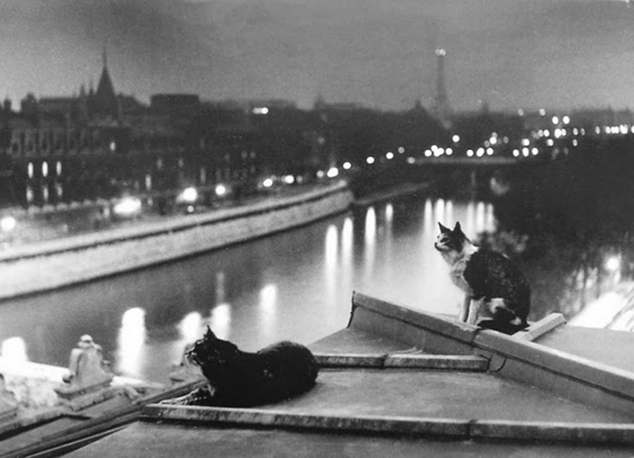 black and white photo of two cats on a rooftop in paris