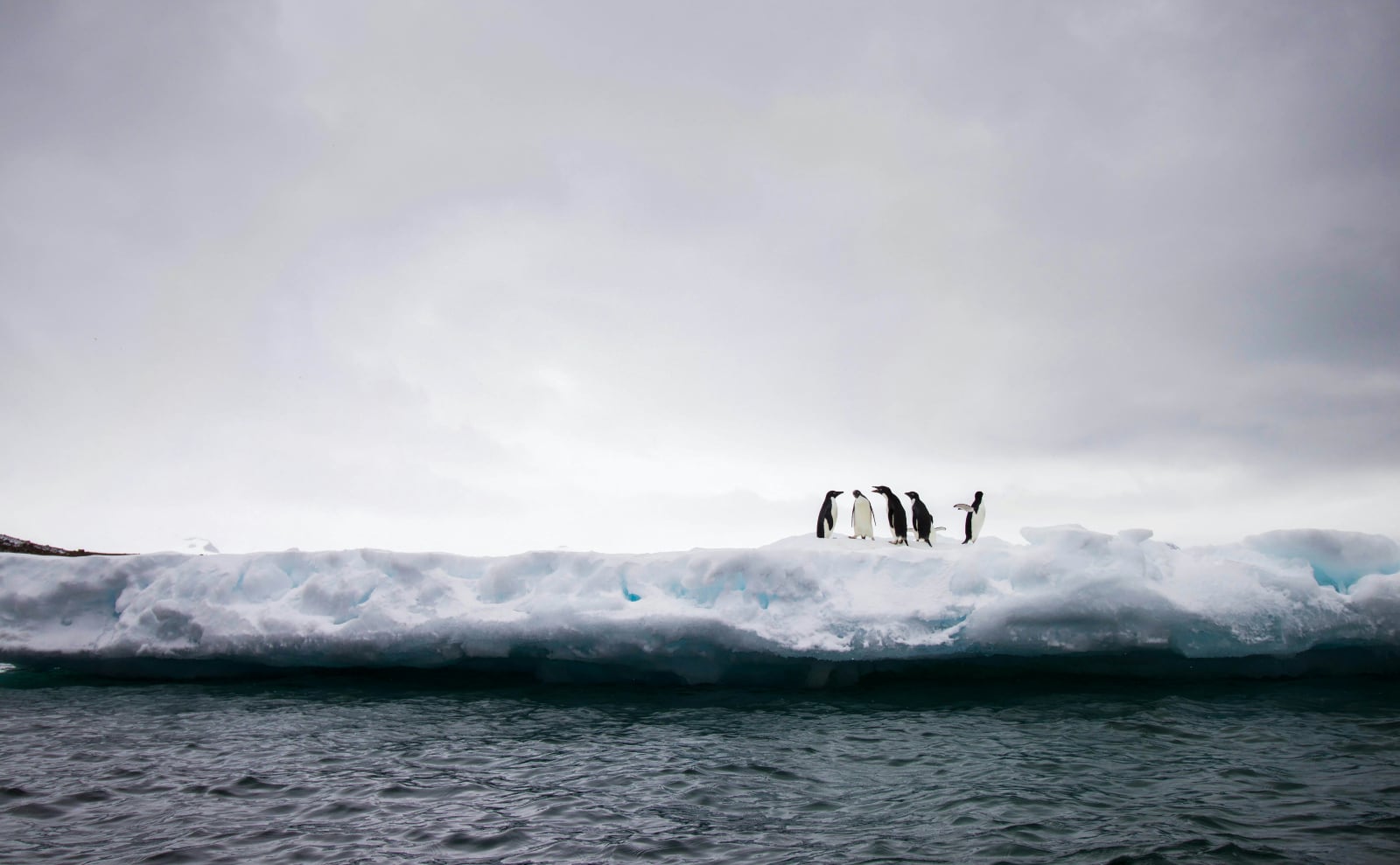 Antarctic Penguins, Public Libraries, Louvre, Favorite Words & More: Endnotes 21 February