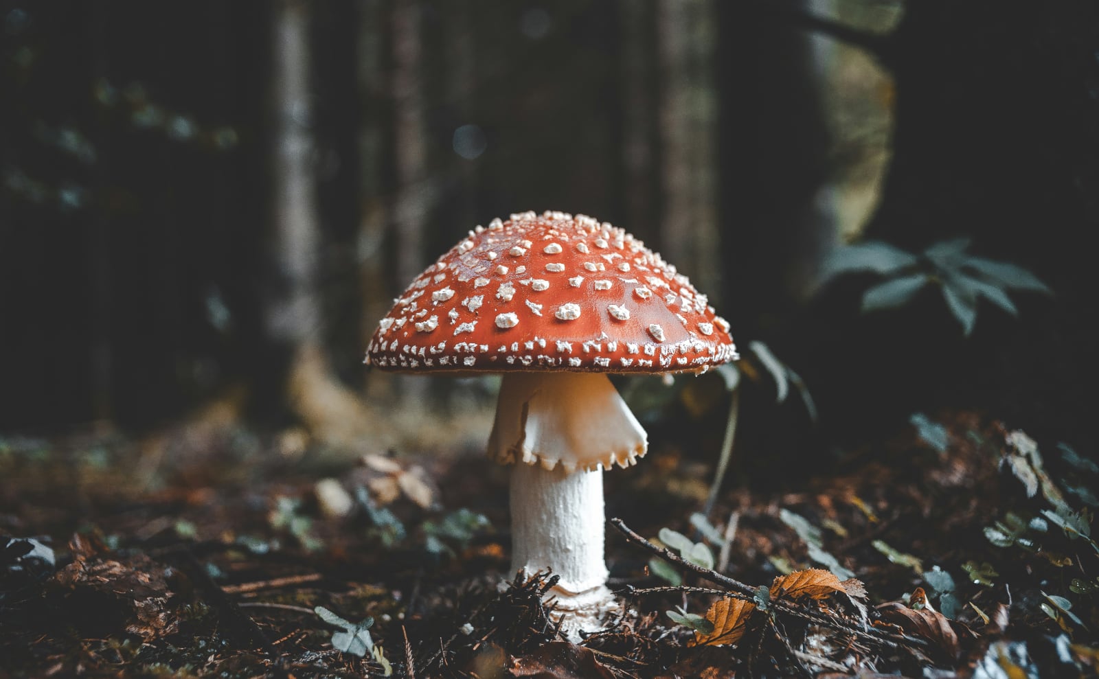 Fall Fun, Dark Academia, Google Reviews, Book Lovers' Venice & More: Endnotes 19 September