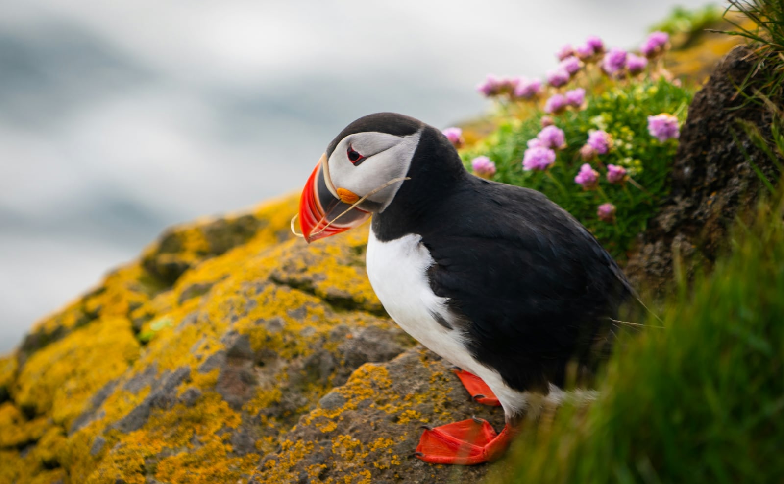 Welsh Puffins, Creative Bookshelves, NYC Horror Novels, Greek Isles & More: Endnotes 10 April