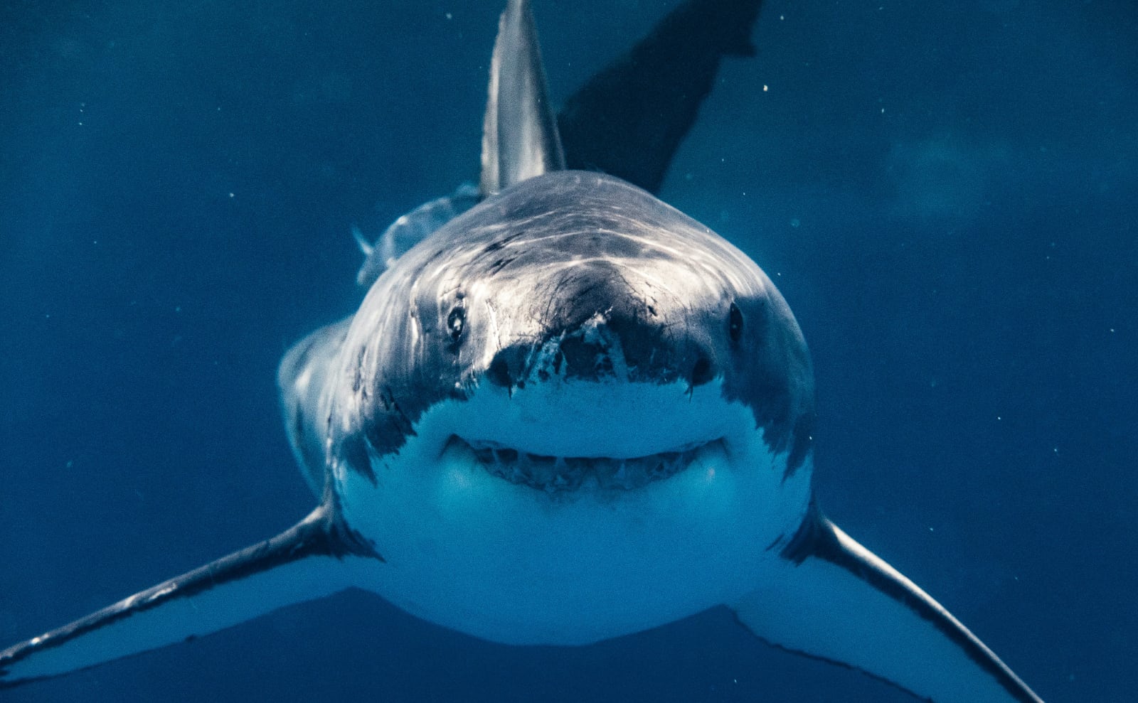 Jaws Anniversary, Best Pizza, Semicolons, Reading Bingo, Lagos Beaches & More: Endnotes 20 June