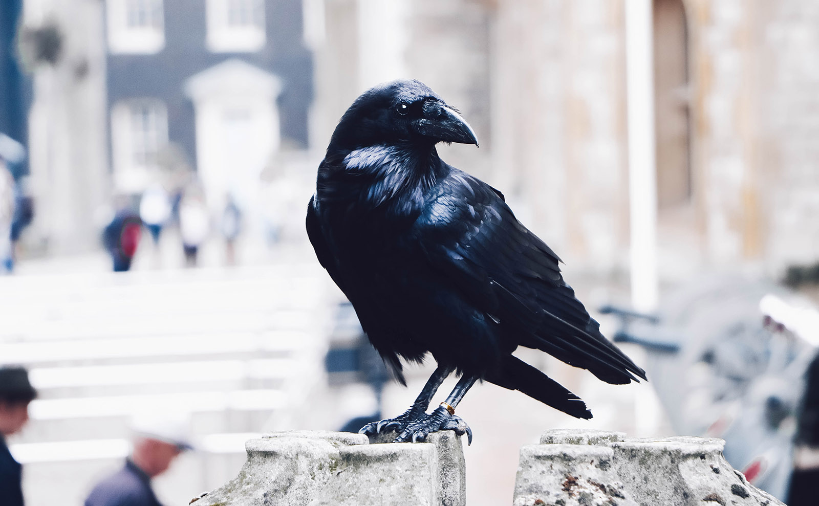 Tower Ravens, Acknowledgements Pages, Forest Sounds, Oxford Comma & More: Endnotes 26 January