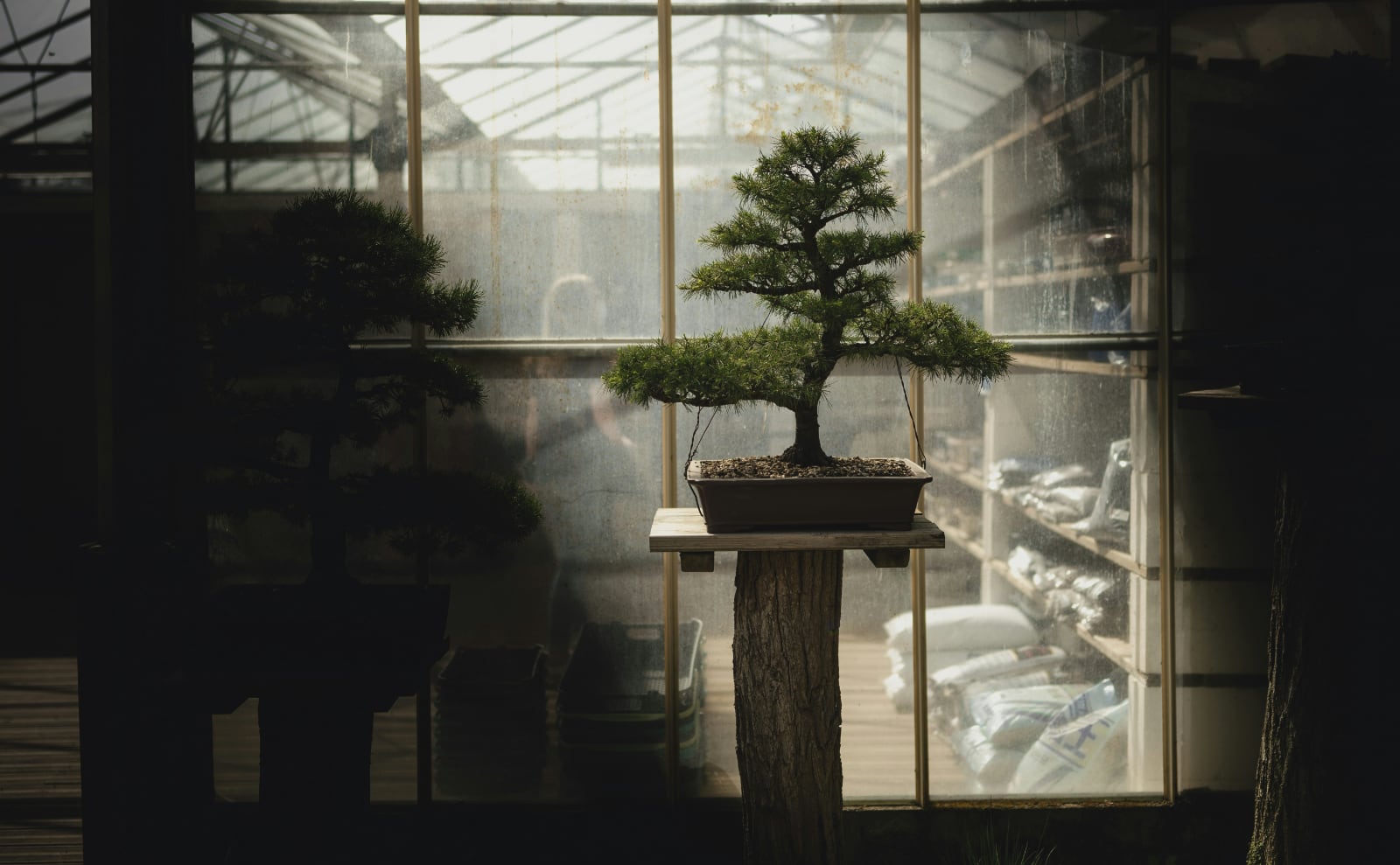 Bonsai, Fairy Tales, Pickles, Seafoam Green, Slow-Burn Romance & More: Endnotes 03 April