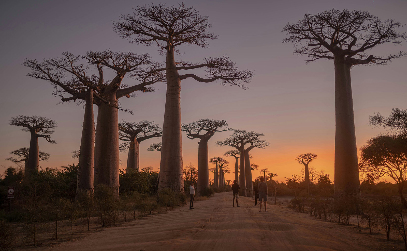 Baobab Trees, The Shire, Narwhals, Best Bookmarks, Coraline Musical & More: Endnotes 07 June