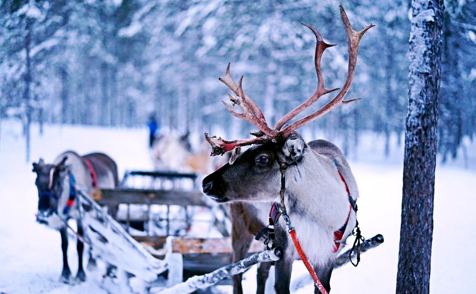 Finnish Reindeer, US-vs-UK Covers, a New Phryne Fisher & More: Endnotes 18 December