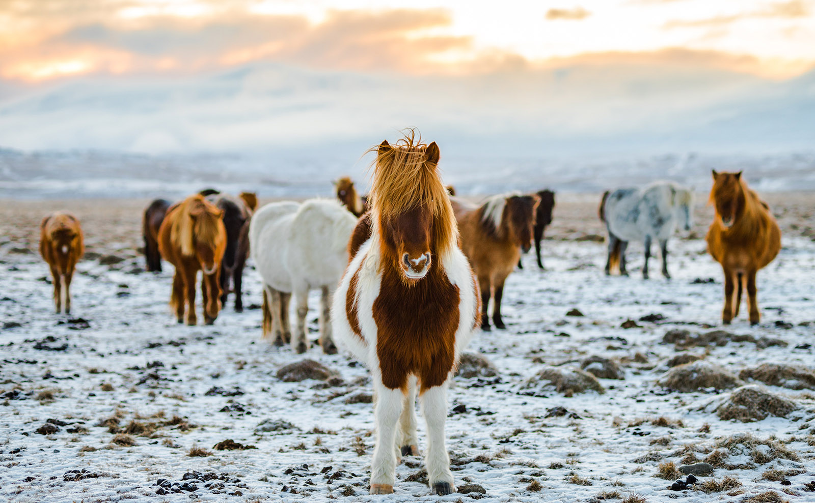 Icelandic Horses, Best Food Books, Literary London, New Scrooge & More: Endnotes 04 December