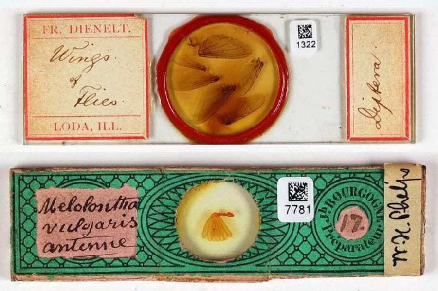 photos of invertebrates in colorful slides with handwritten labels