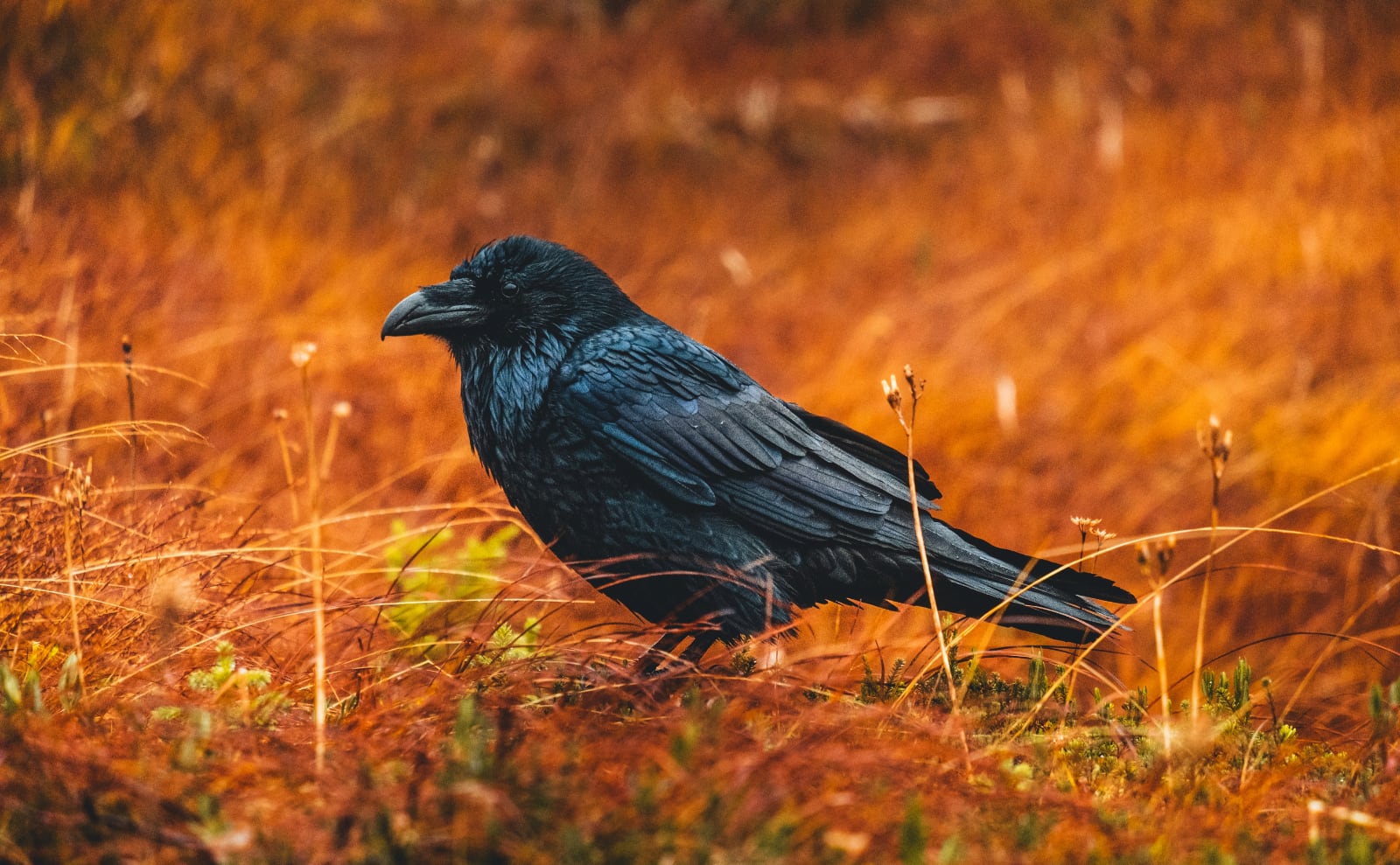 Ravens, Austen Adaptations, Salem Witch Trials, Pen Pal Club & More: Endnotes 02 October
