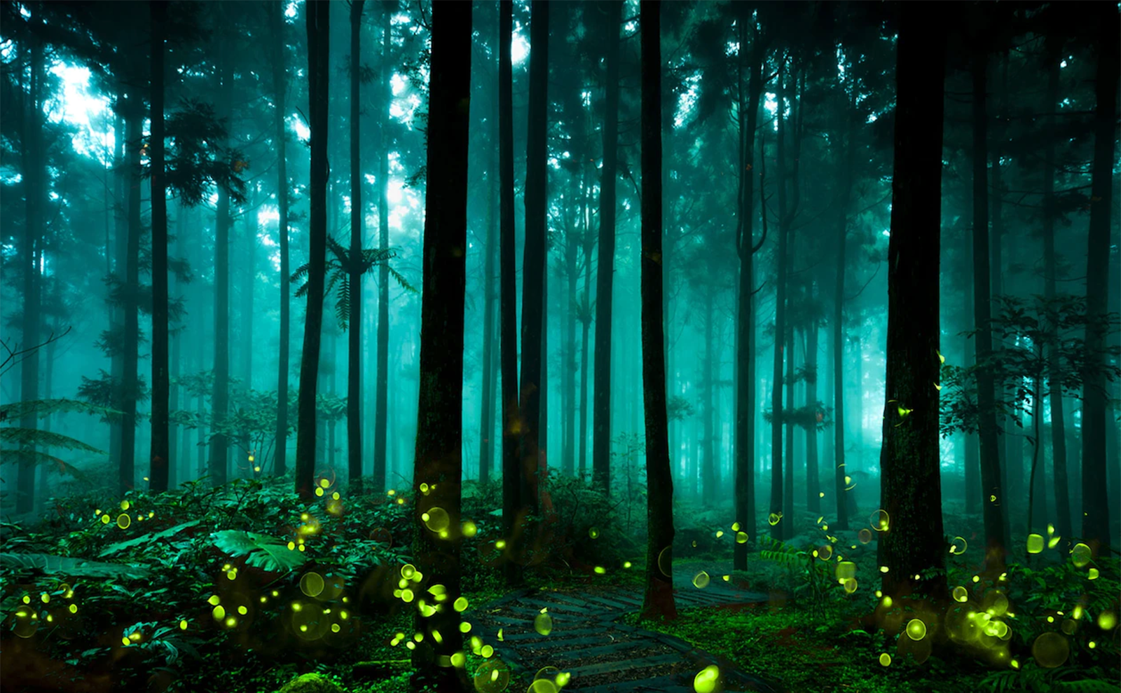  fireflies in the forest in taichung, taiwan