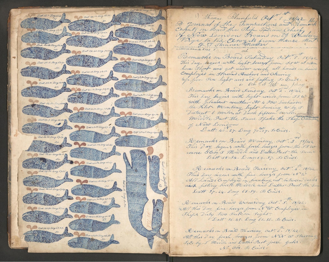 illustrations of whales from a 19th-century logbook