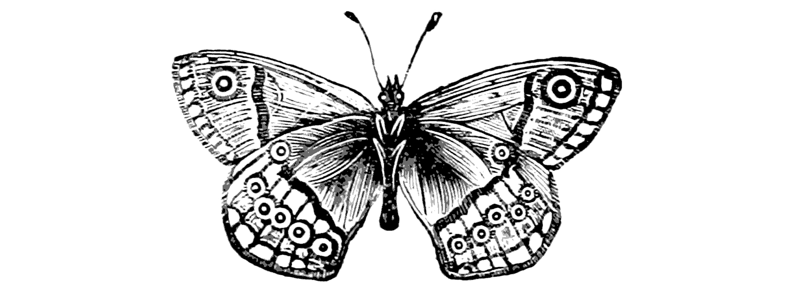 illustrations of victorian butterfly