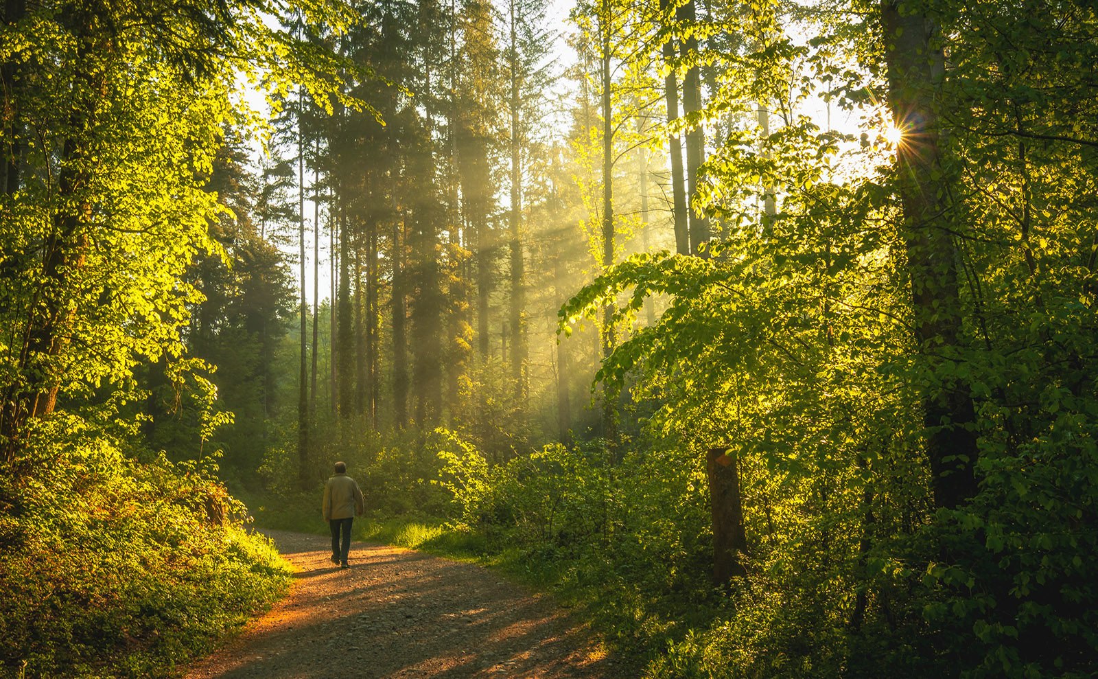12 Great Books Set in the Forest That We Love