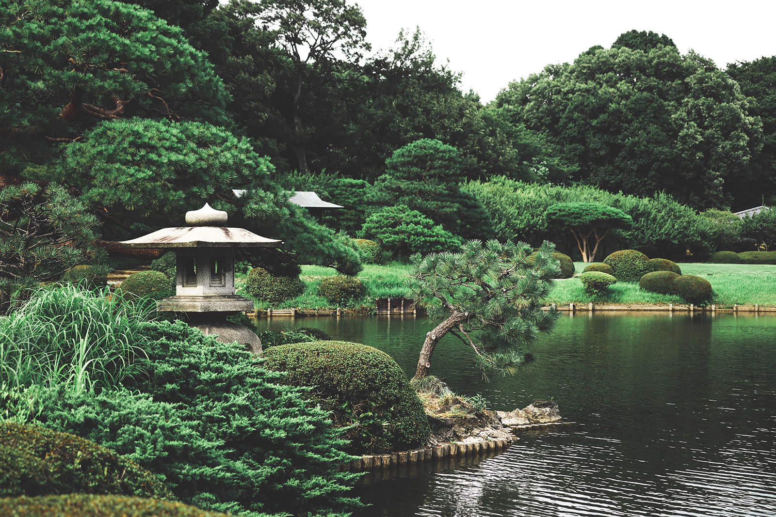 green japanese garden with pond