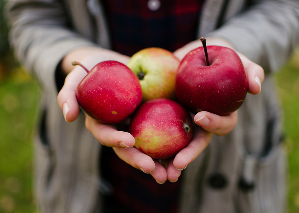 close up of a woman's hands holding four apples