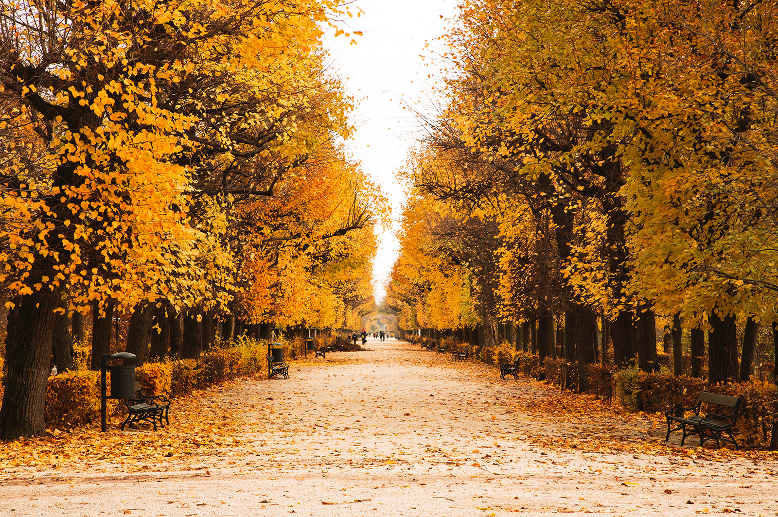 autumn leaves in a park in vienna, austria