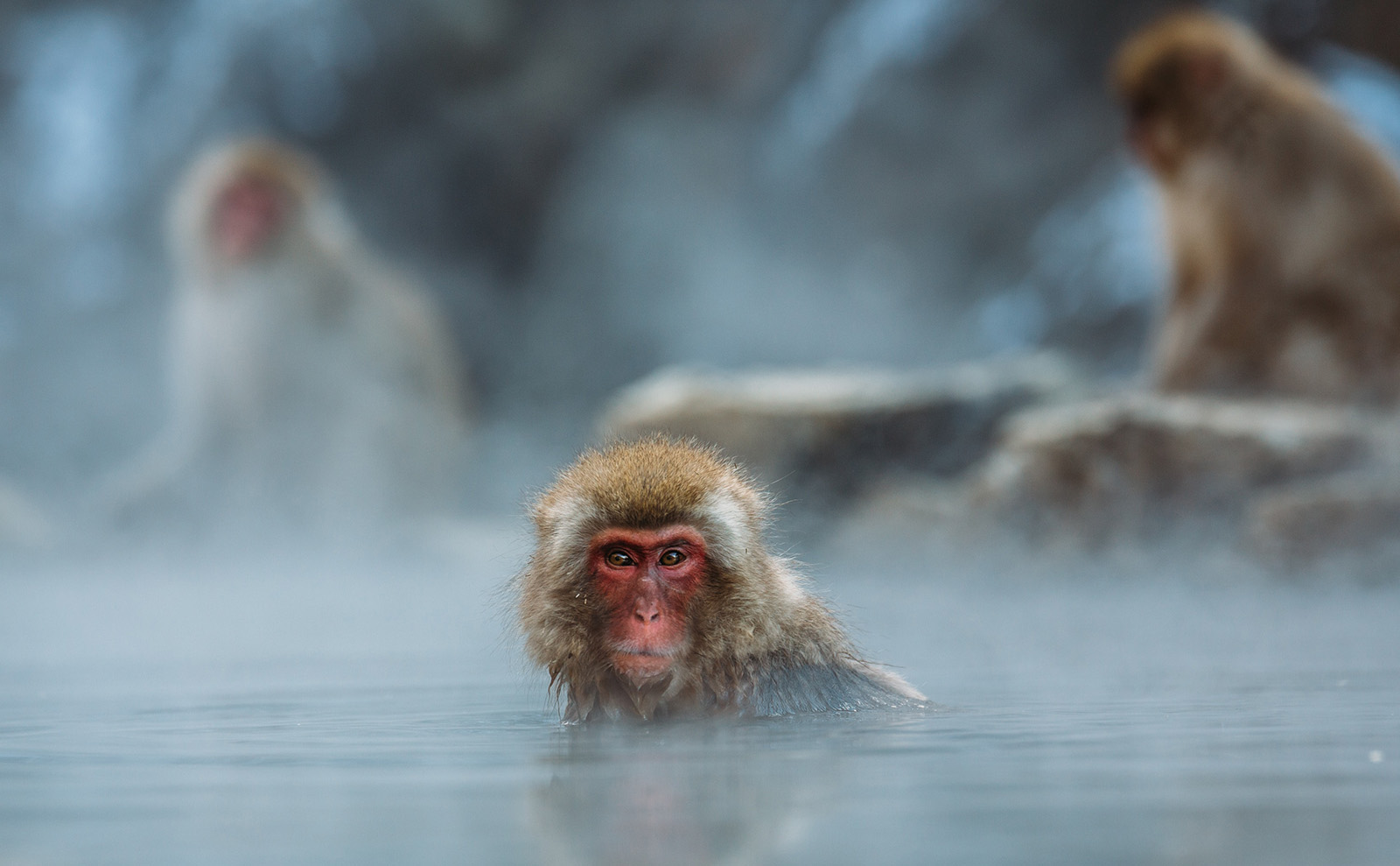 monkeys in the hot springs in Yamanouchi, Japan