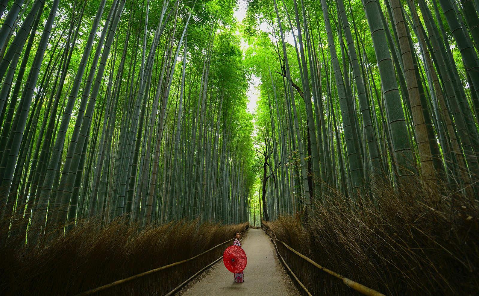 Postcards from Japan: Bamboo, Temples, Monkeys, and More