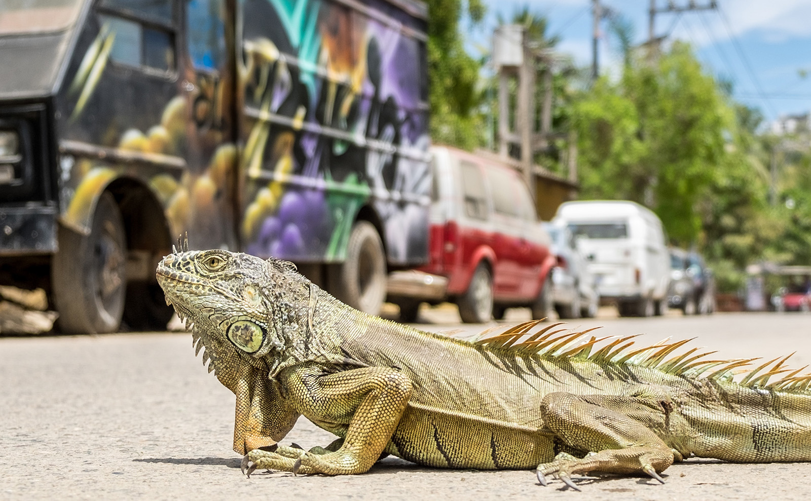 iguana on asphalt in Sayulita, Mexico