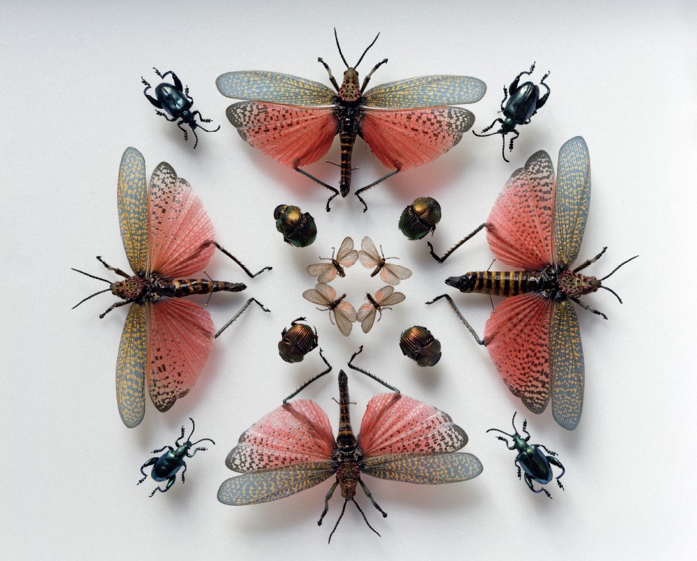 butterflies and beetles arrange in a geometric pattern