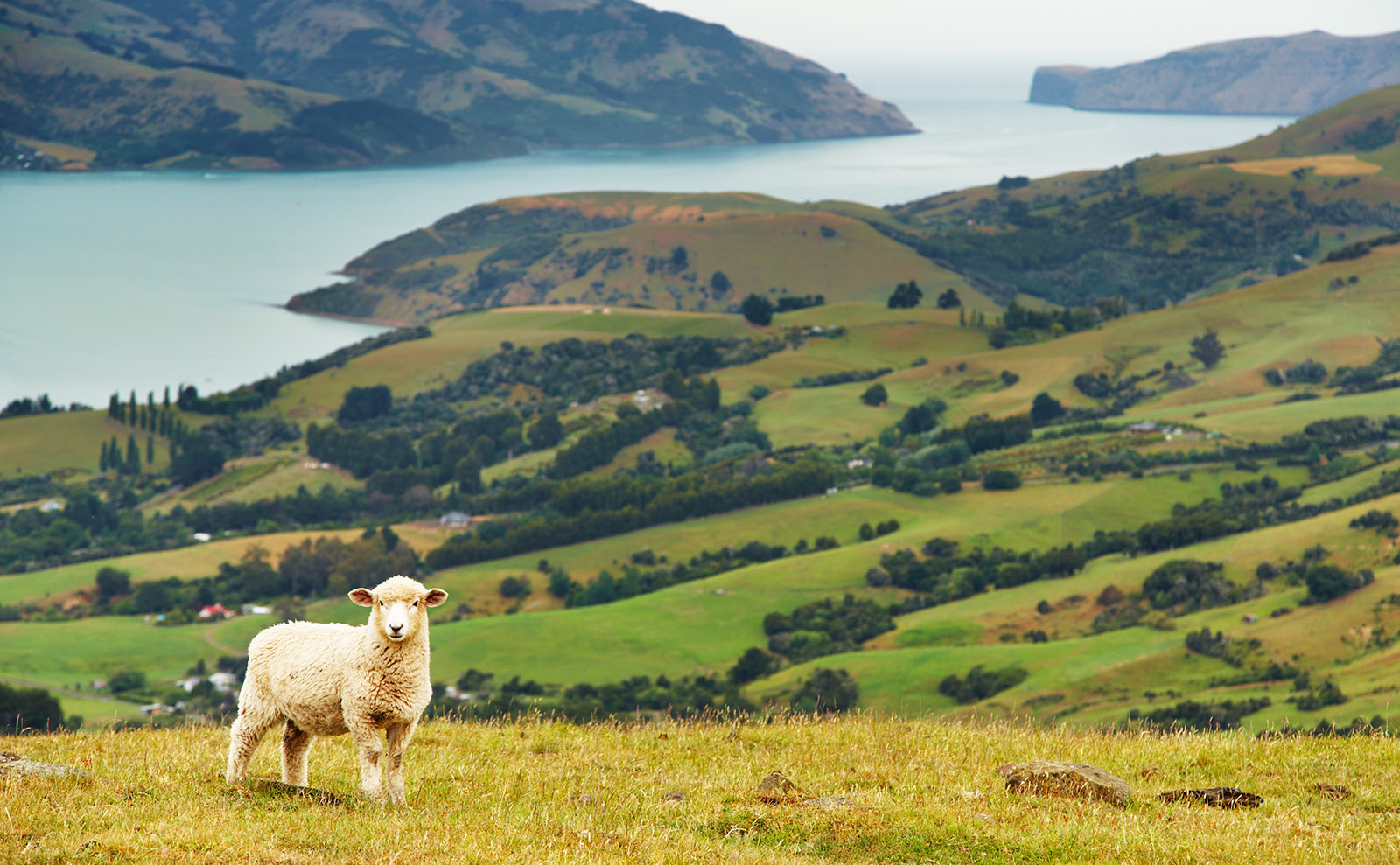 a sheep standing in the green grass overlooking the coast in new zealand