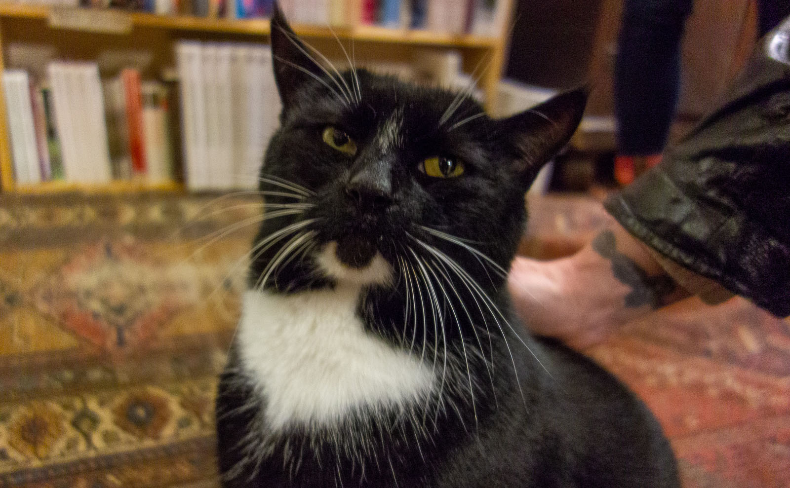 black cat in a bookstore