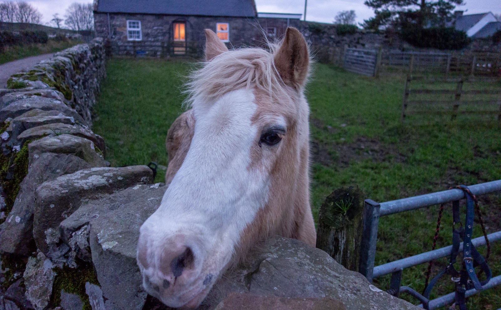 curious horse looking over a wooden fence