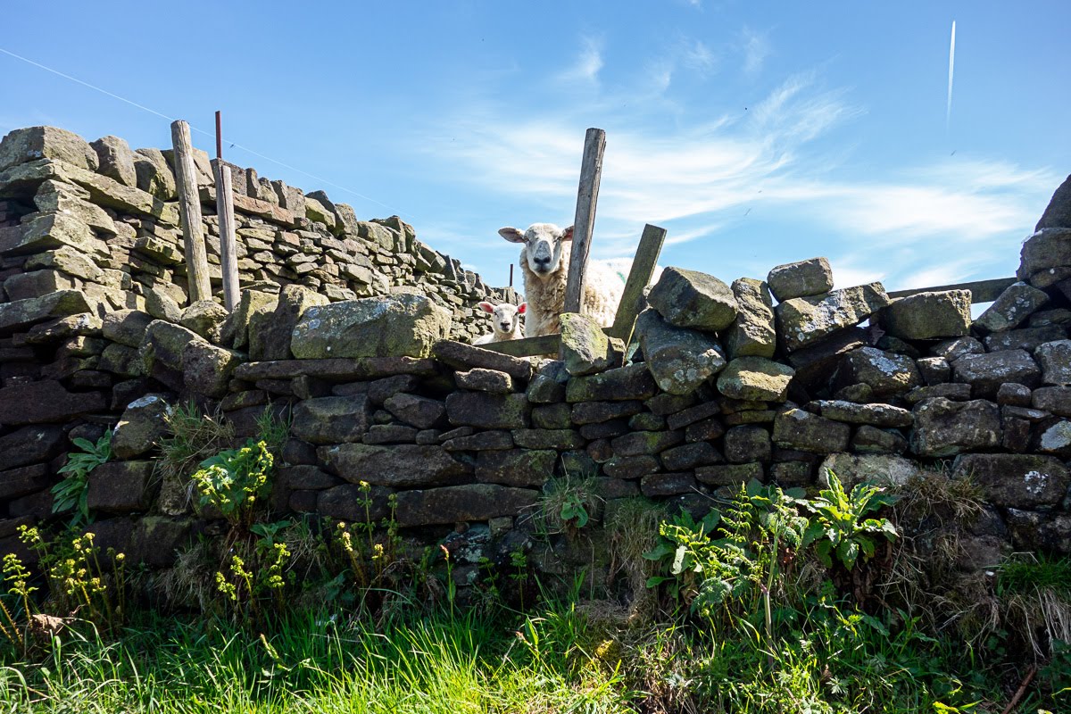 sheep peeking over a stone wall